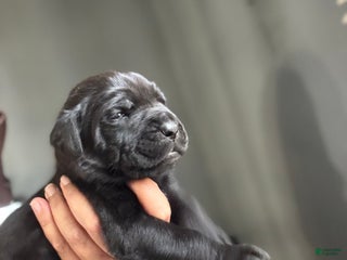 Cane Corso dogs - Ad 34