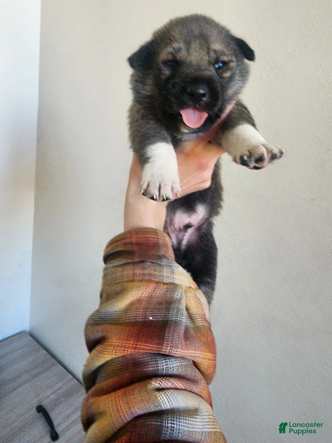 Mixed Breed dogs for sale: Mixed Breed Puppy 1 - Ad 2