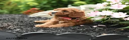 Cavapoo dogs for sale: Geneva - Ad 4