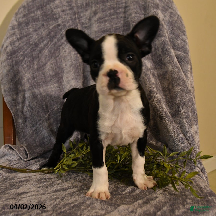 Boston Terrier dogs Duke  - Ad 1