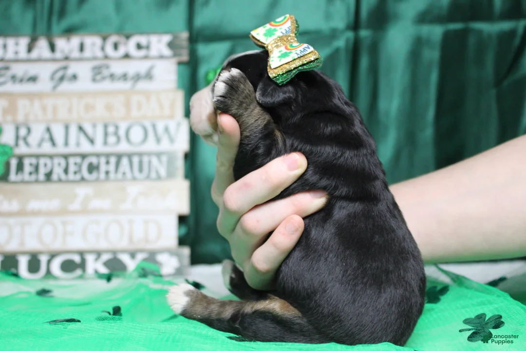 Bernese Mountain Dog dogs for sale: Olive  - Ad 9