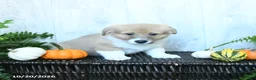 Welsh Corgi Pembroke dogs for sale: Kevin - Ad 2