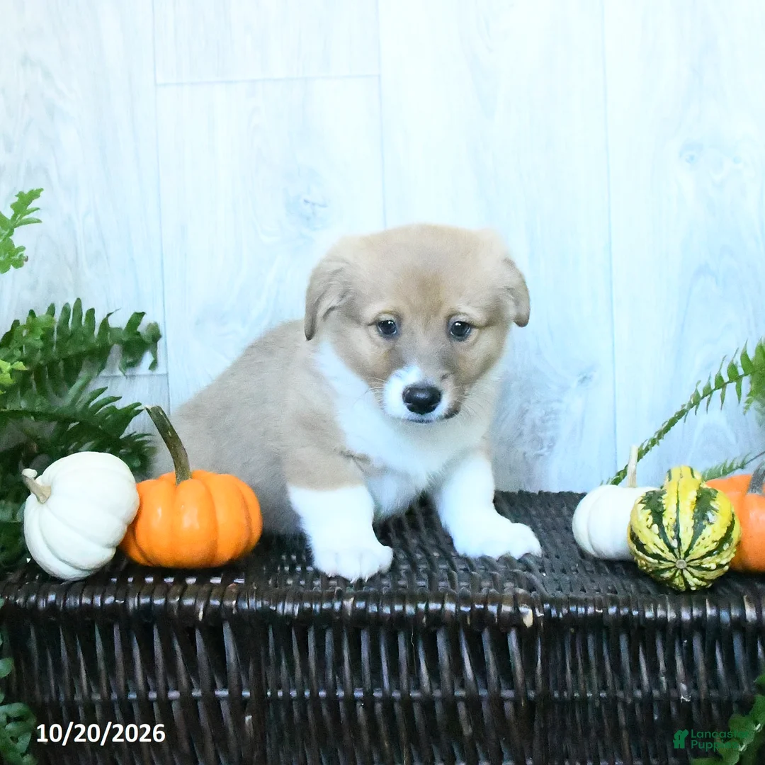 Welsh Corgi Pembroke dogs for sale: Kevin - Ad 2