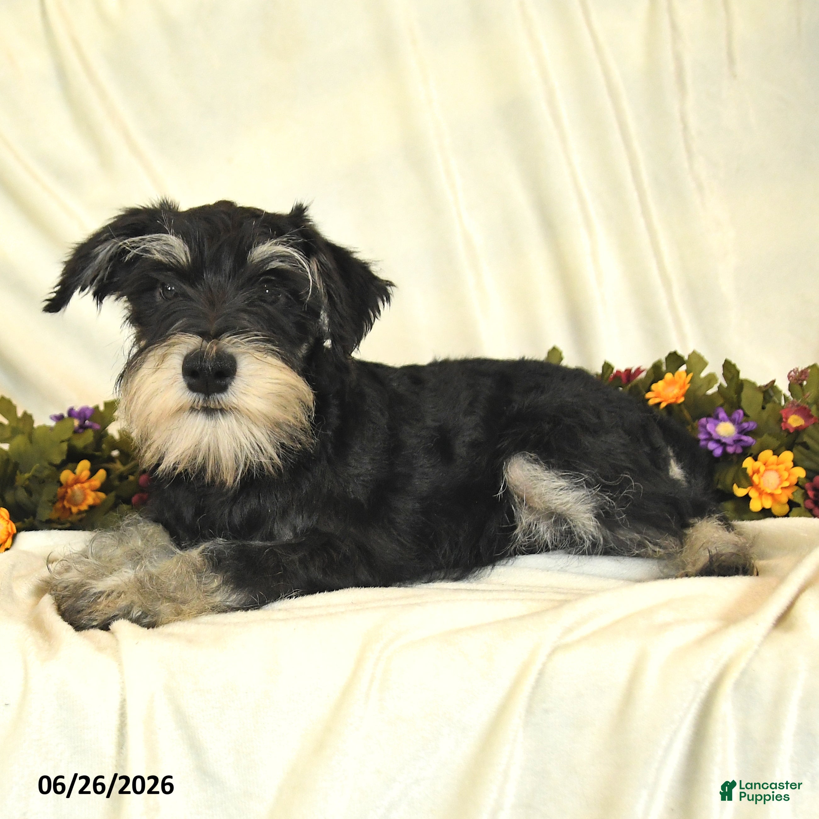Miniature Schnauzer dogs Garrett - Ad 2