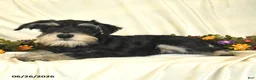 Miniature Schnauzer dogs for sale: Garrett - Ad 7
