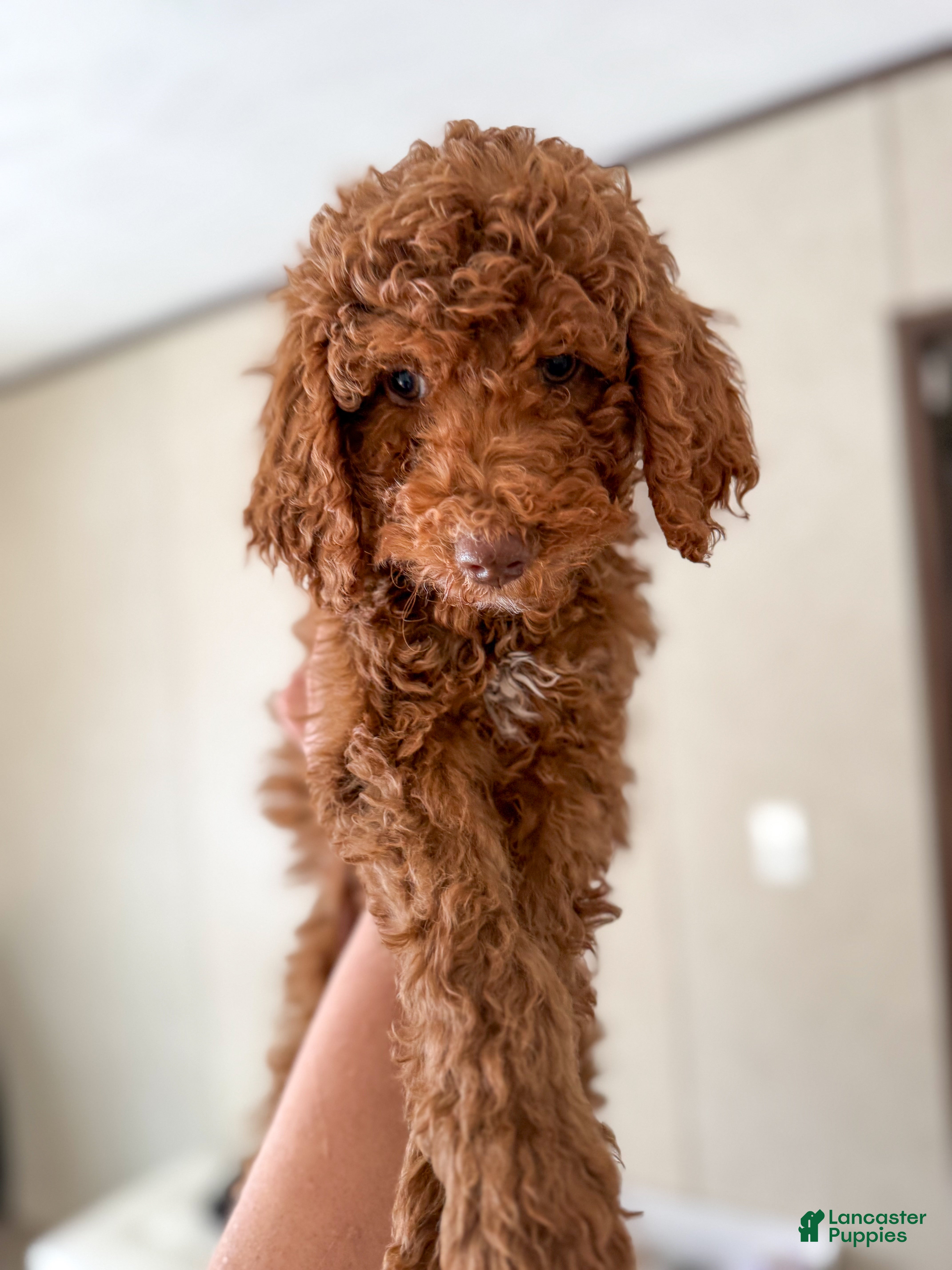 Goldendoodle dogs Stu Lou  - Ad 4