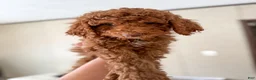 Goldendoodle dogs for sale: Stu Lou  - Ad 1