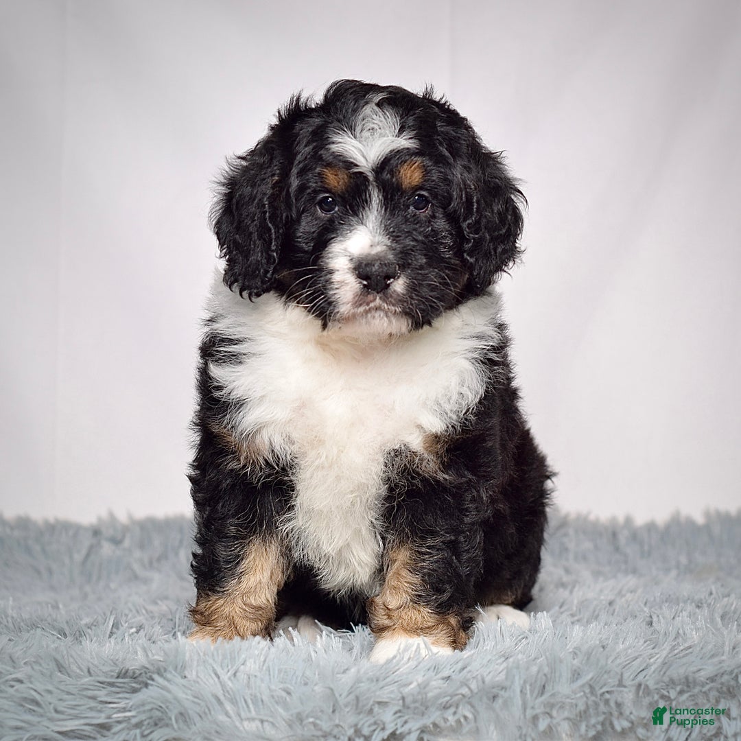 Bernedoodle dogs for sale: Ms. Sabrina - Ad 6