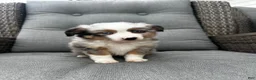 Australian Shepherd dogs for sale: Mini Australian Shepherd Dexter - Ad 5
