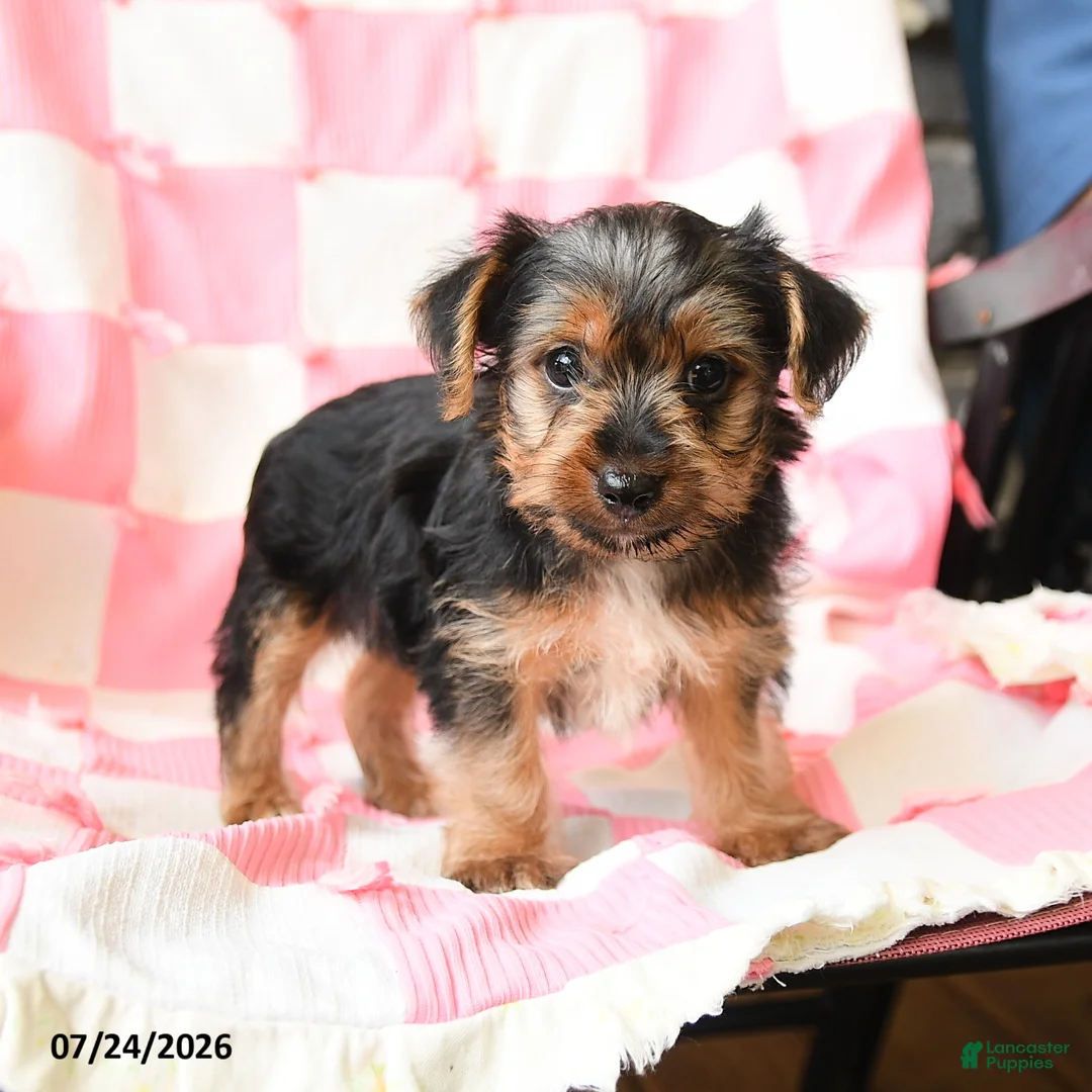 Yorkshire Terrier dogs for sale: Harvey - Ad 2
