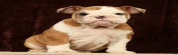 English Bulldog dogs for sale: Liberty - Ad 2