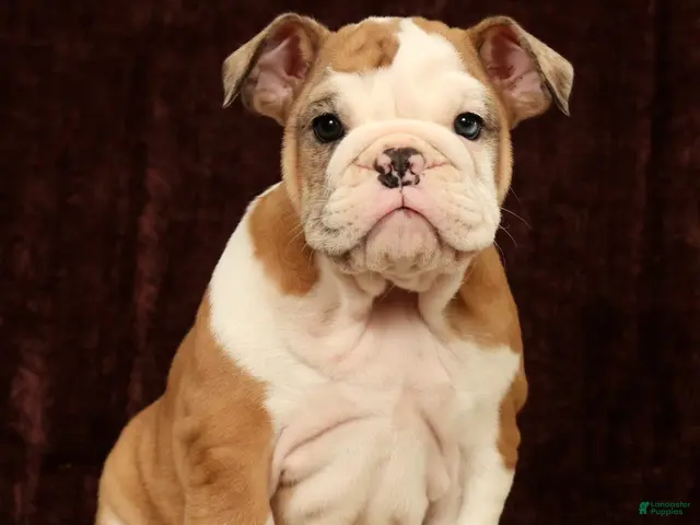 English Bulldog dogs for sale: Liberty - Ad 2
