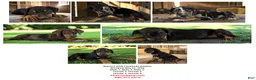 Catahoula Leopard Dog dogs for sale: Gypsie 2026 Female 1 - Ad 21