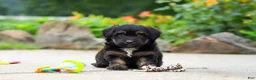 Mini Aussiedoodle dogs for sale: Austin - Ad 6