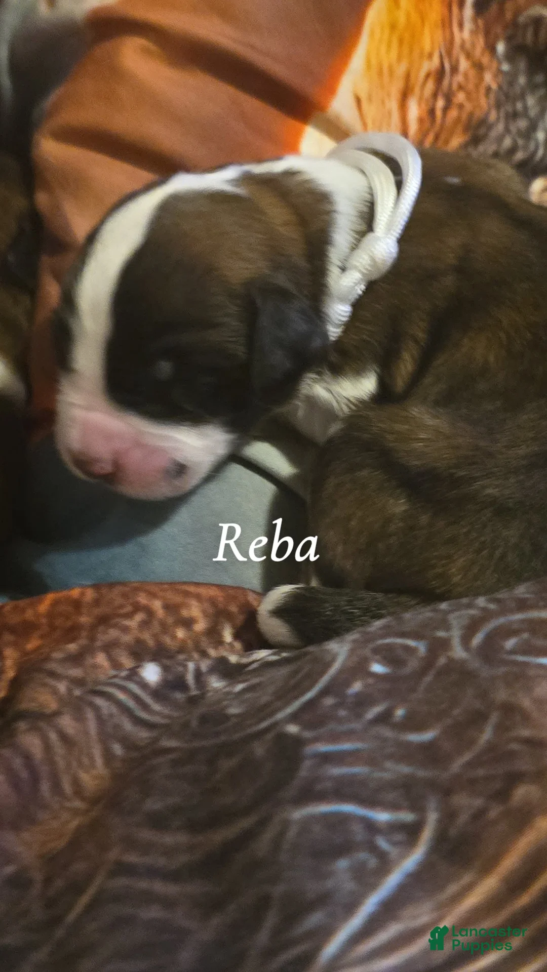 Saint Bernard dogs for sale: Reba - Ad 2