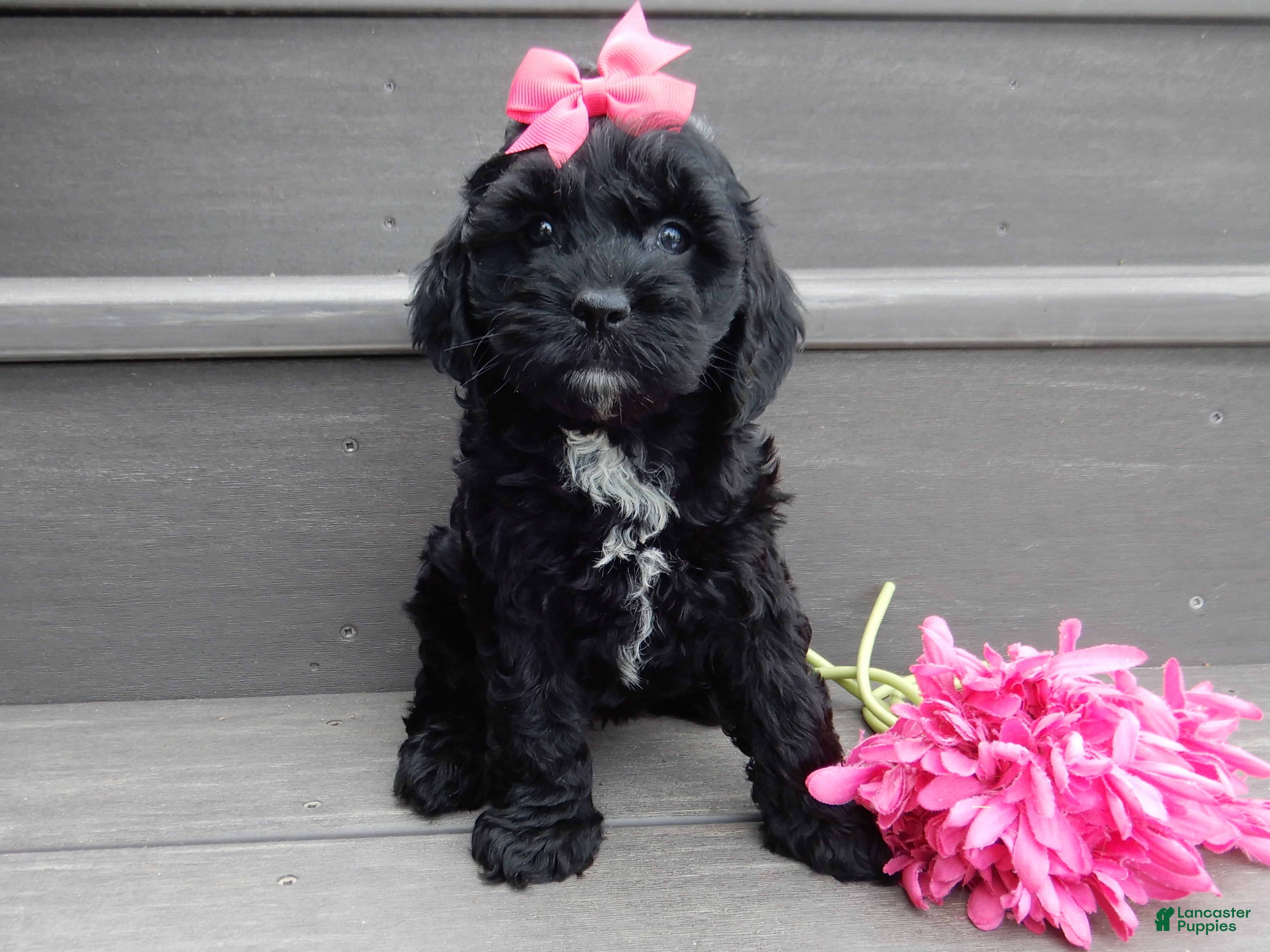 Cockapoo dogs Shadow - Ad 1