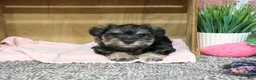 Miniature Schnauzer dogs for sale: Draya - Ad 4
