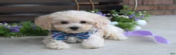 Maltipoo dogs for sale: Elliot - Ad 9