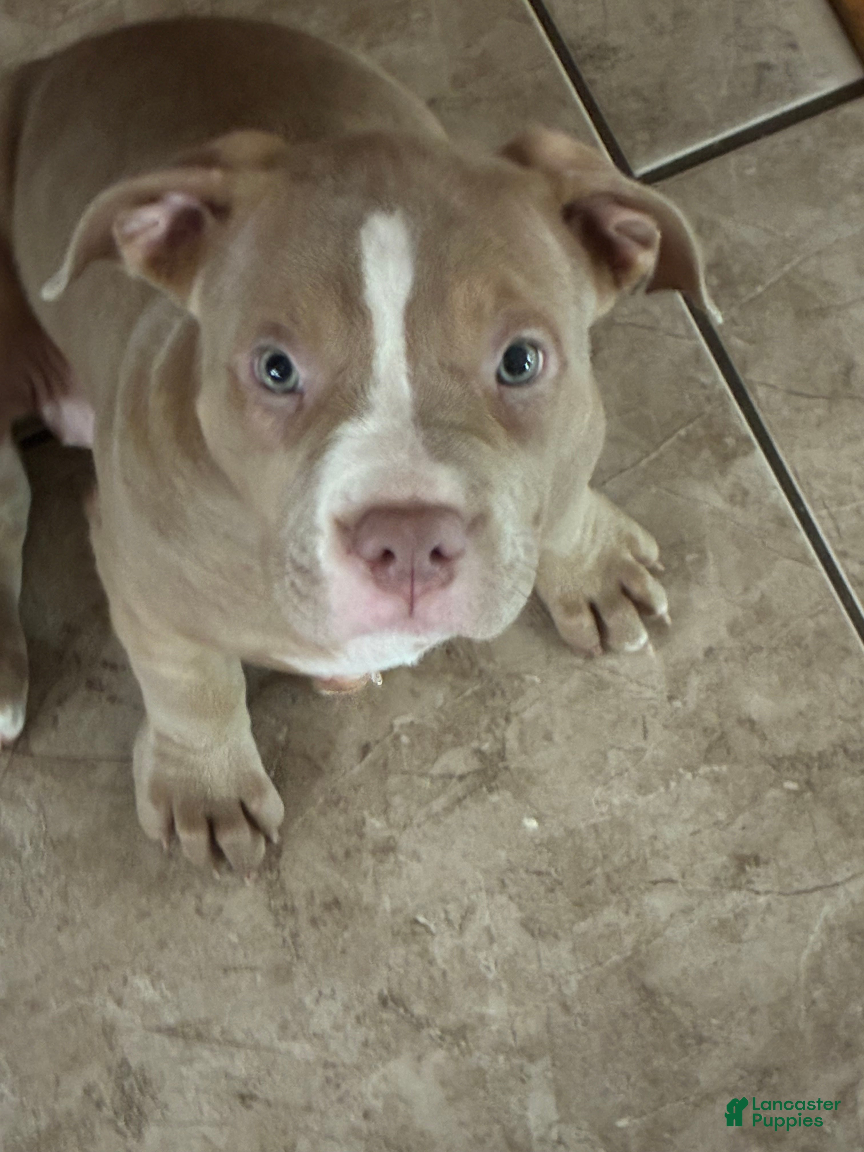 American Bully dogs Mini - Ad 2