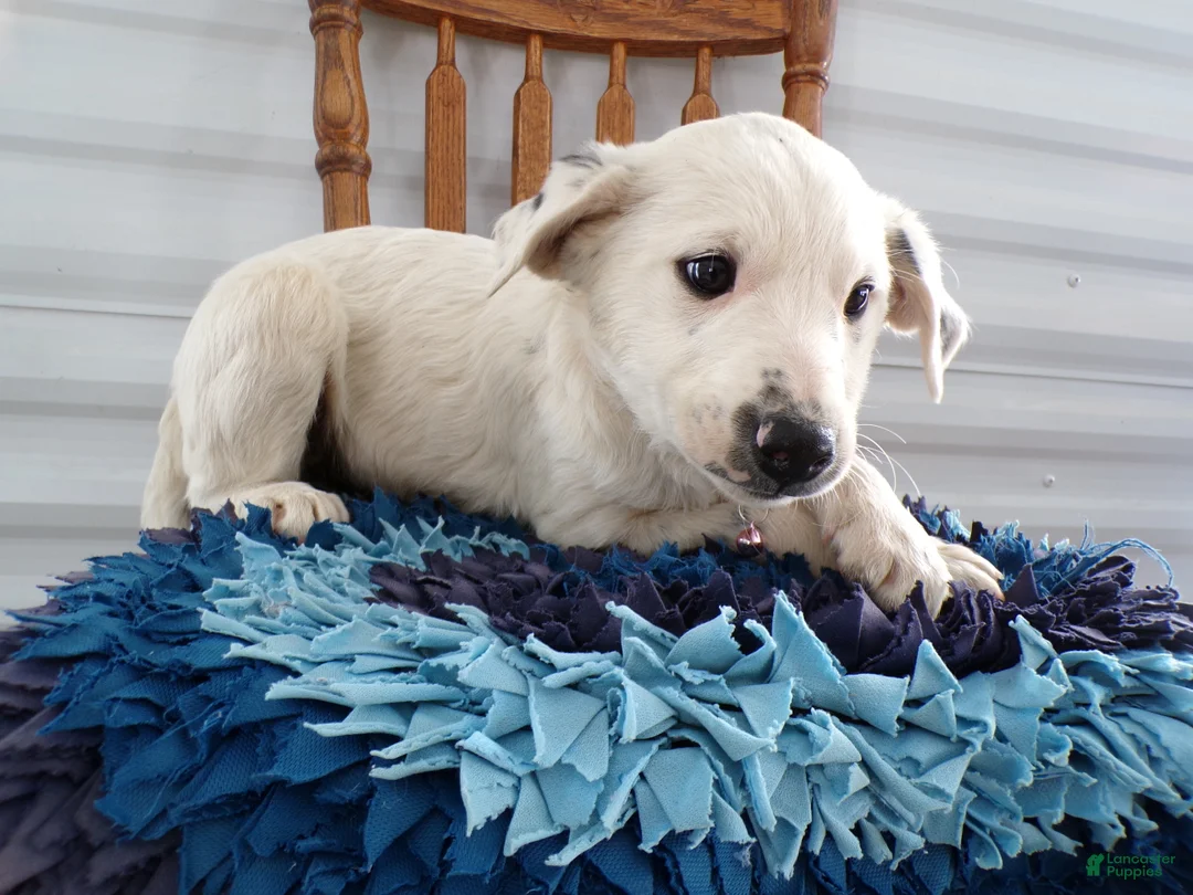 Border Terrier dogs for sale: Border Terrier Puppy 3 Charmin - Ad 2