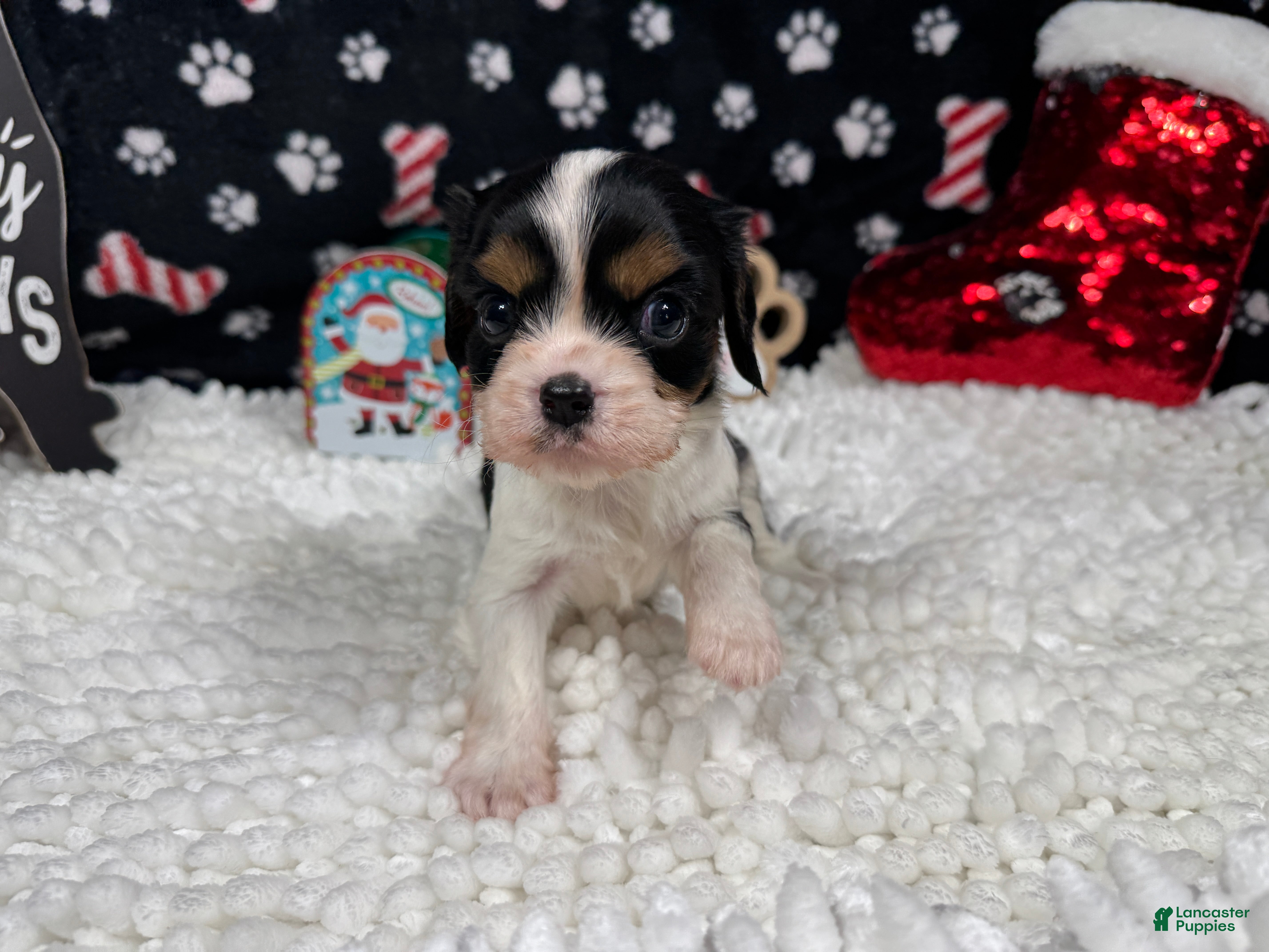 Cavalier King Charles Spaniel dogs Cavalier King Charles Spaniel Puppy 1 - Ad 24