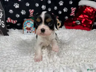 Cavalier King Charles Spaniel dogs Cavalier King Charles Spaniel Puppy 1 - Ad 9