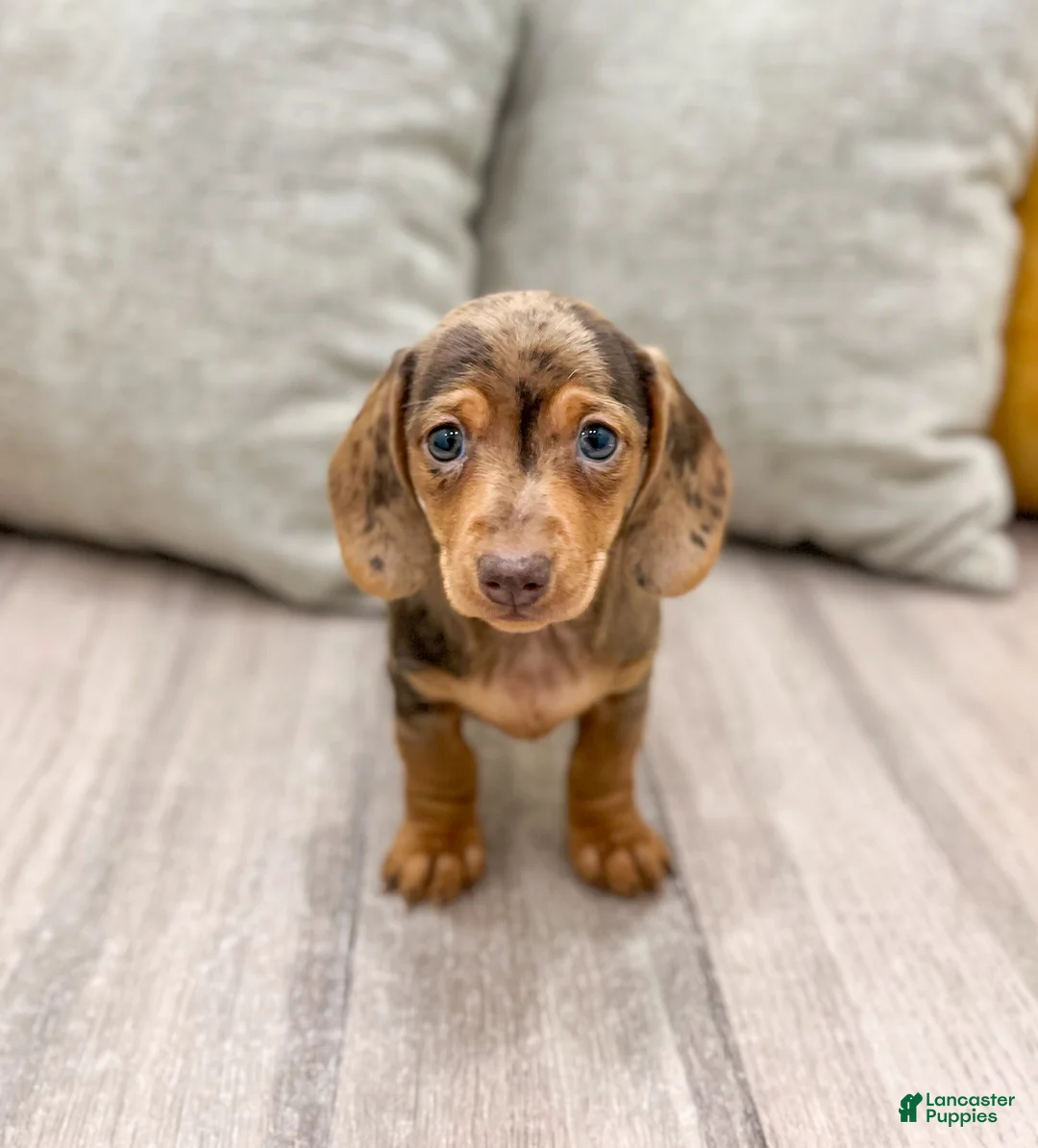 Miniature Dachshund dogs for sale: Gracie - Ad 2