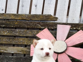 Shiba Inu dogs Stella - Ad 5