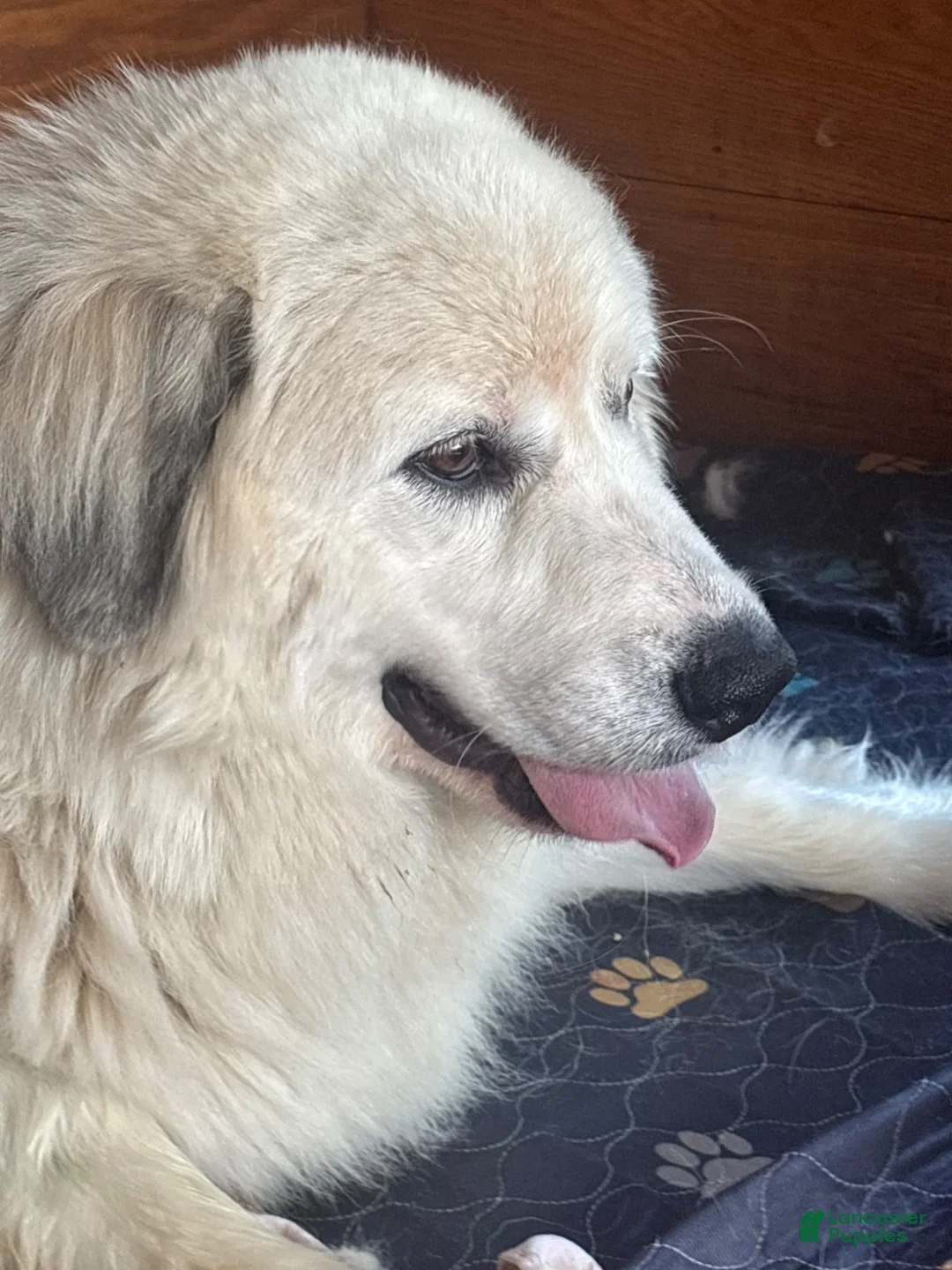Great Pyrenees dogs for sale: Zeus  - Ad 4