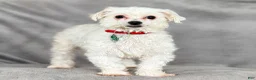 Maltipoo dogs for sale: Felicity Maltipoo Puppy  - Ad 4