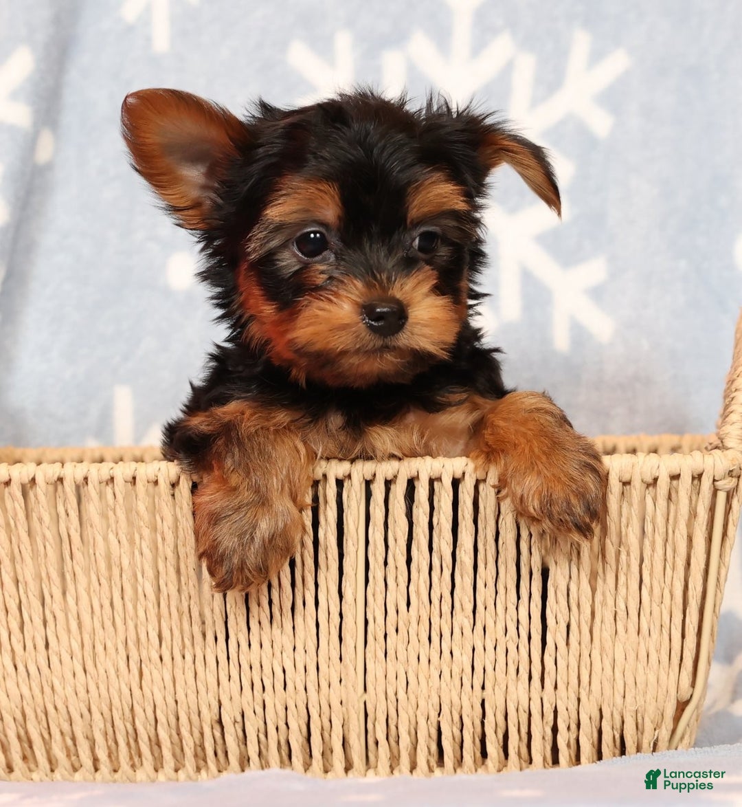 Yorkshire Terrier dogs for sale: Leo - Ad 2