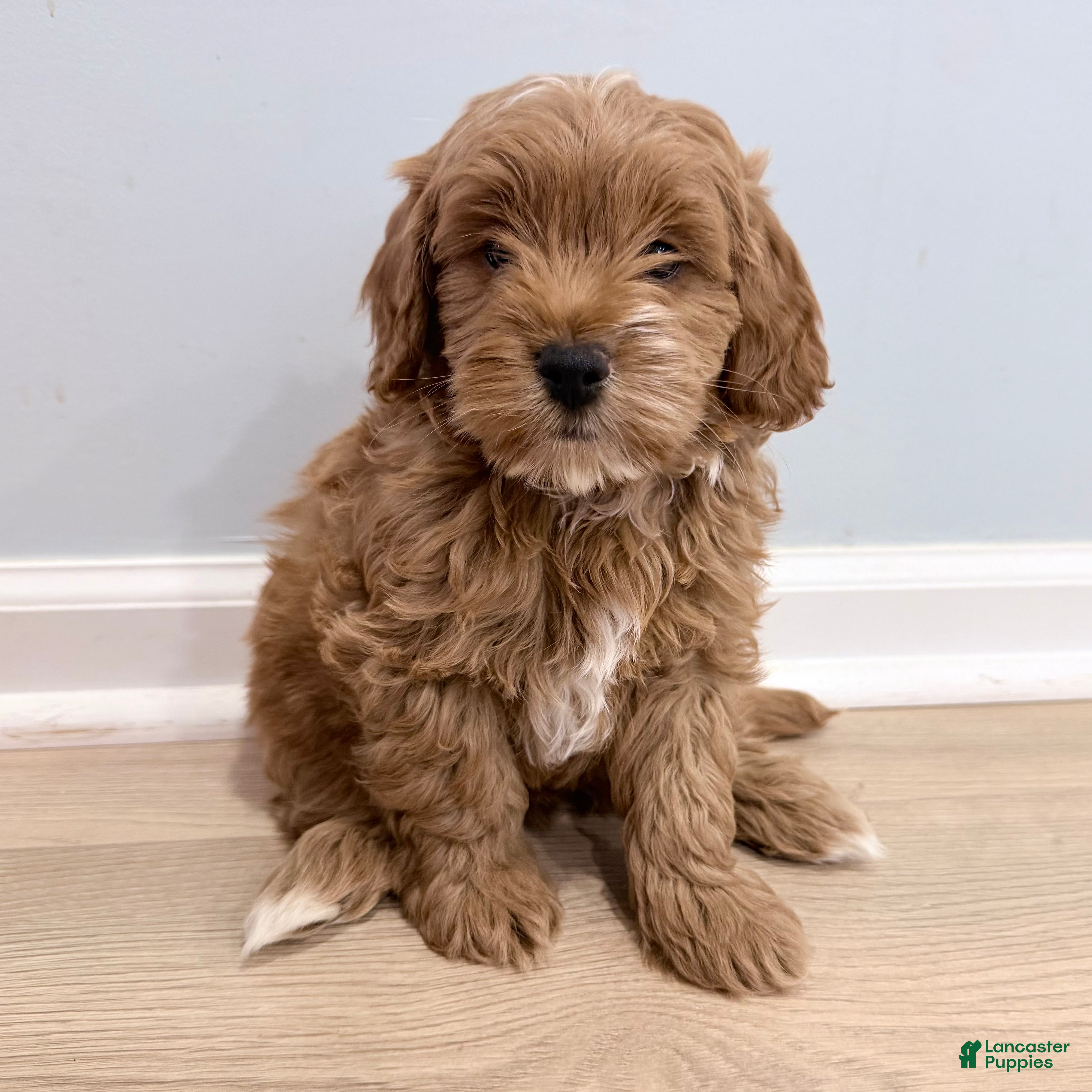 Mini Goldendoodle dogs Ollie (Petite Goldendoodle) - Ad 1
