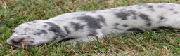 Great Dane dogs for sale: Shakira - Ad 6