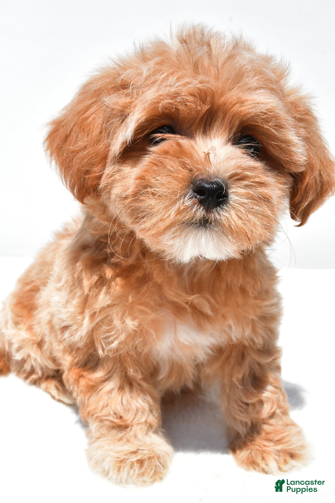 Shihpoo dogs Princess - Ad 1
