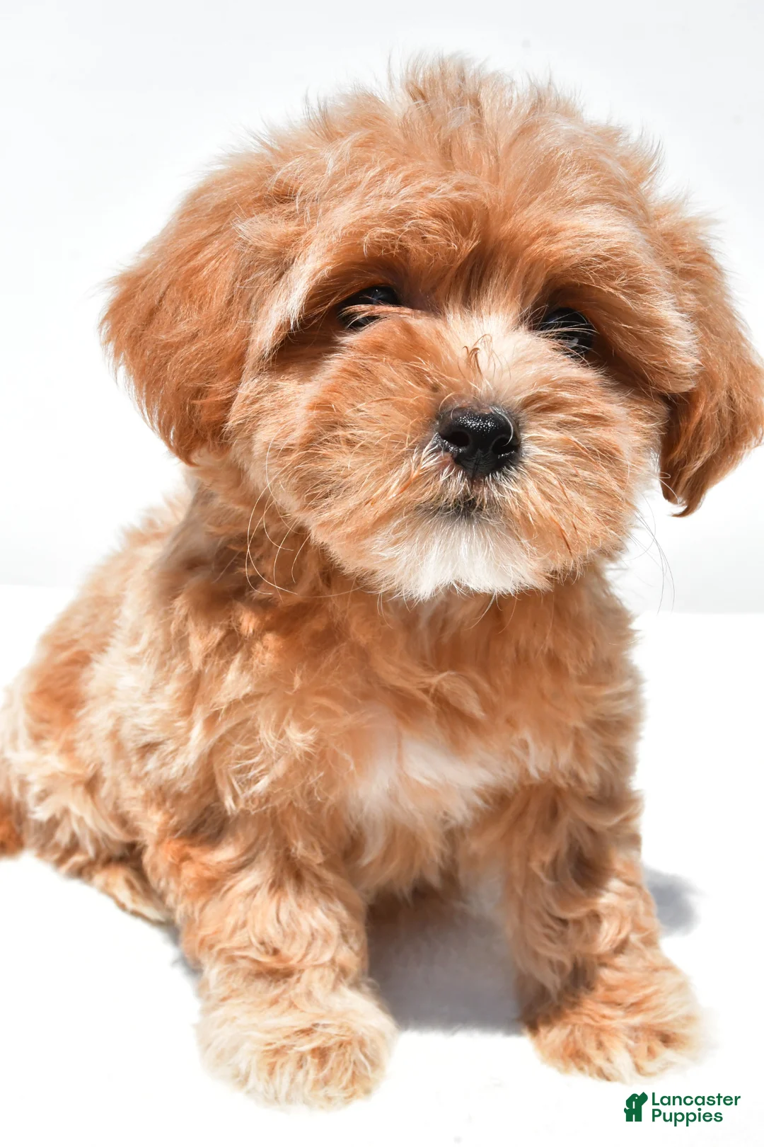 Shihpoo dogs for sale: Princess - Ad 1