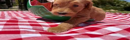 Goldendoodle dogs for sale: Pearl - Ad 5