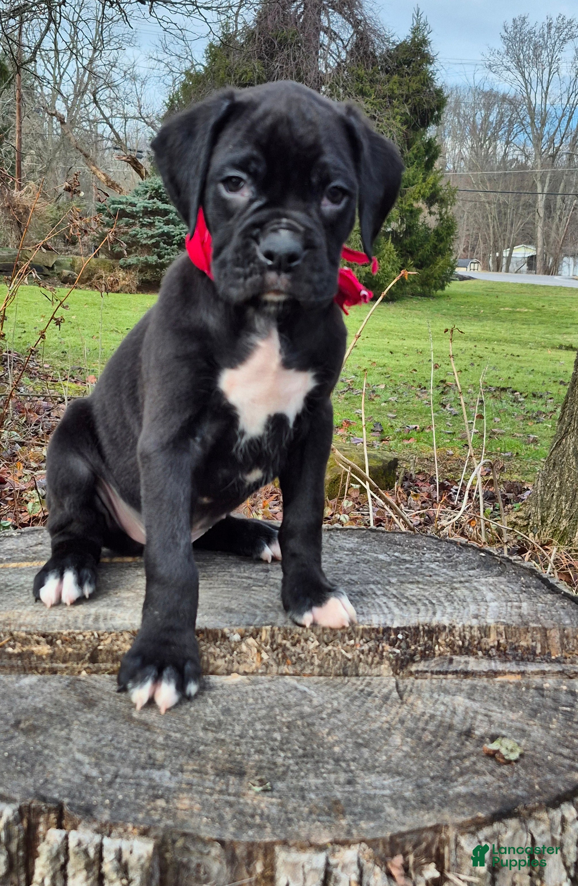 Boxer dogs Bently - Ad 42