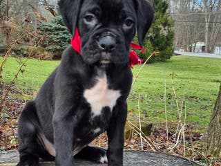 Boxer dogs Bently - Ad 42