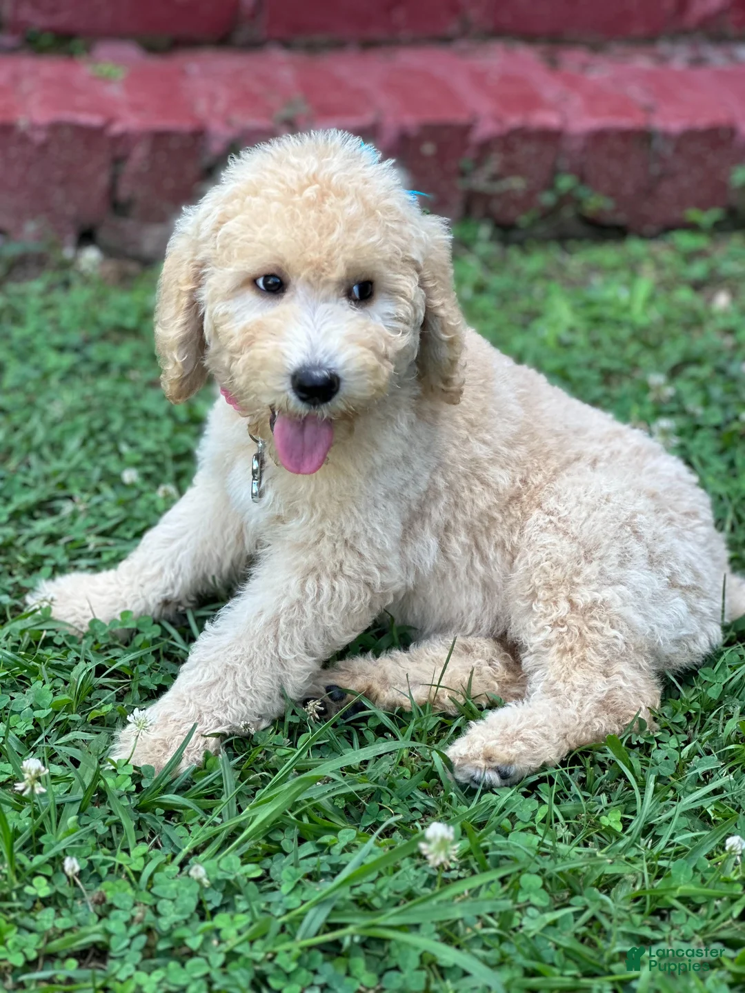 Goldendoodle dogs for sale: Goldendoodle Puppy 2 - Lucky Orange Collar - Ad 3