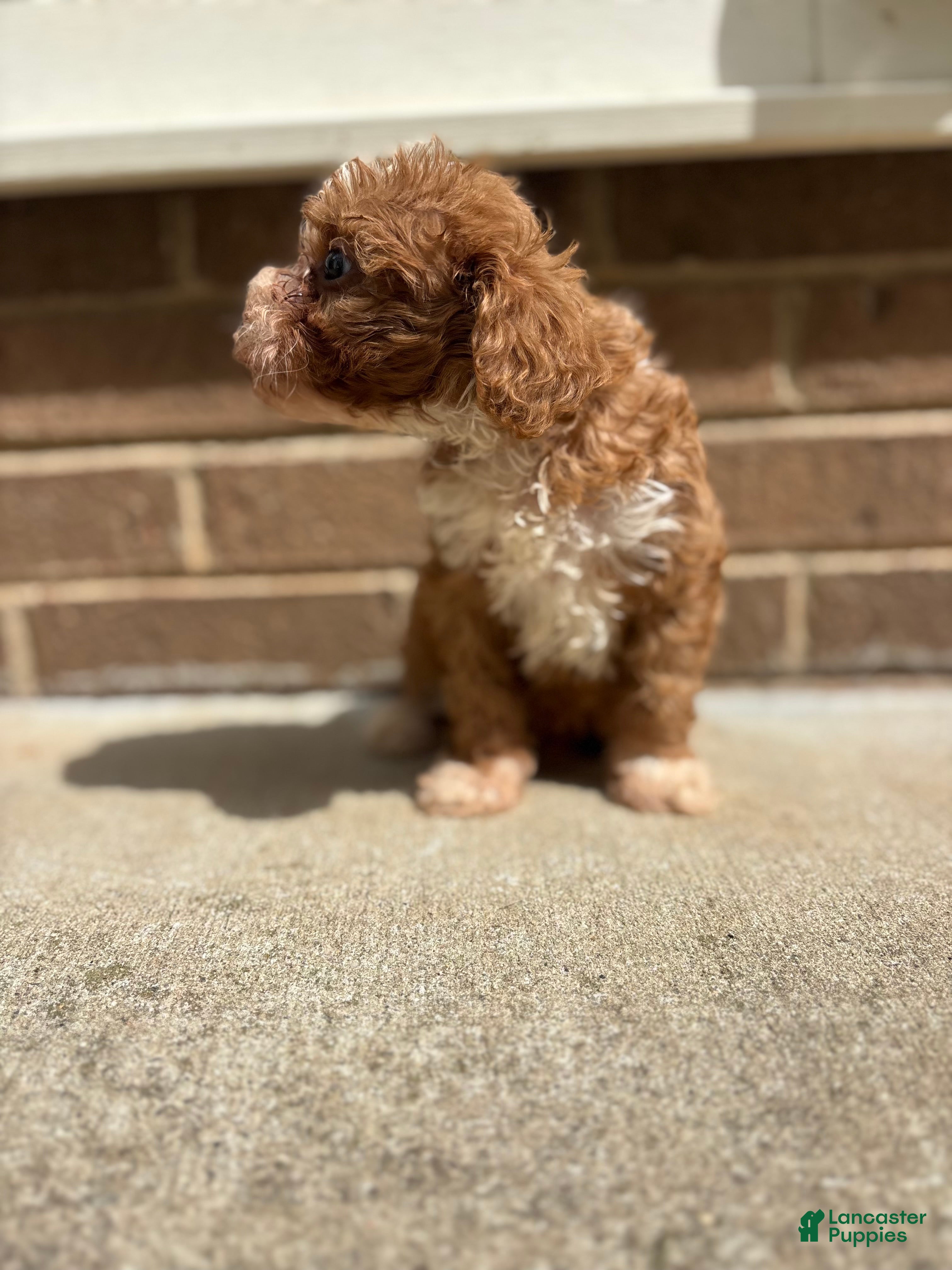 Cavapoo dogs Teddy - Ad 2