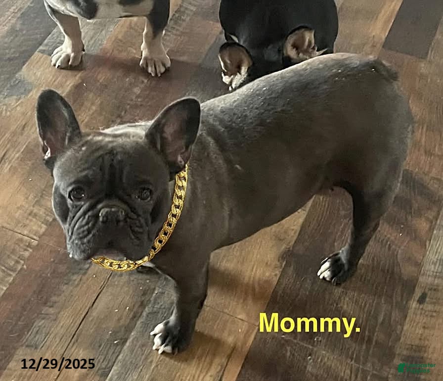 French Bulldog dogs Margarita - Ad 2