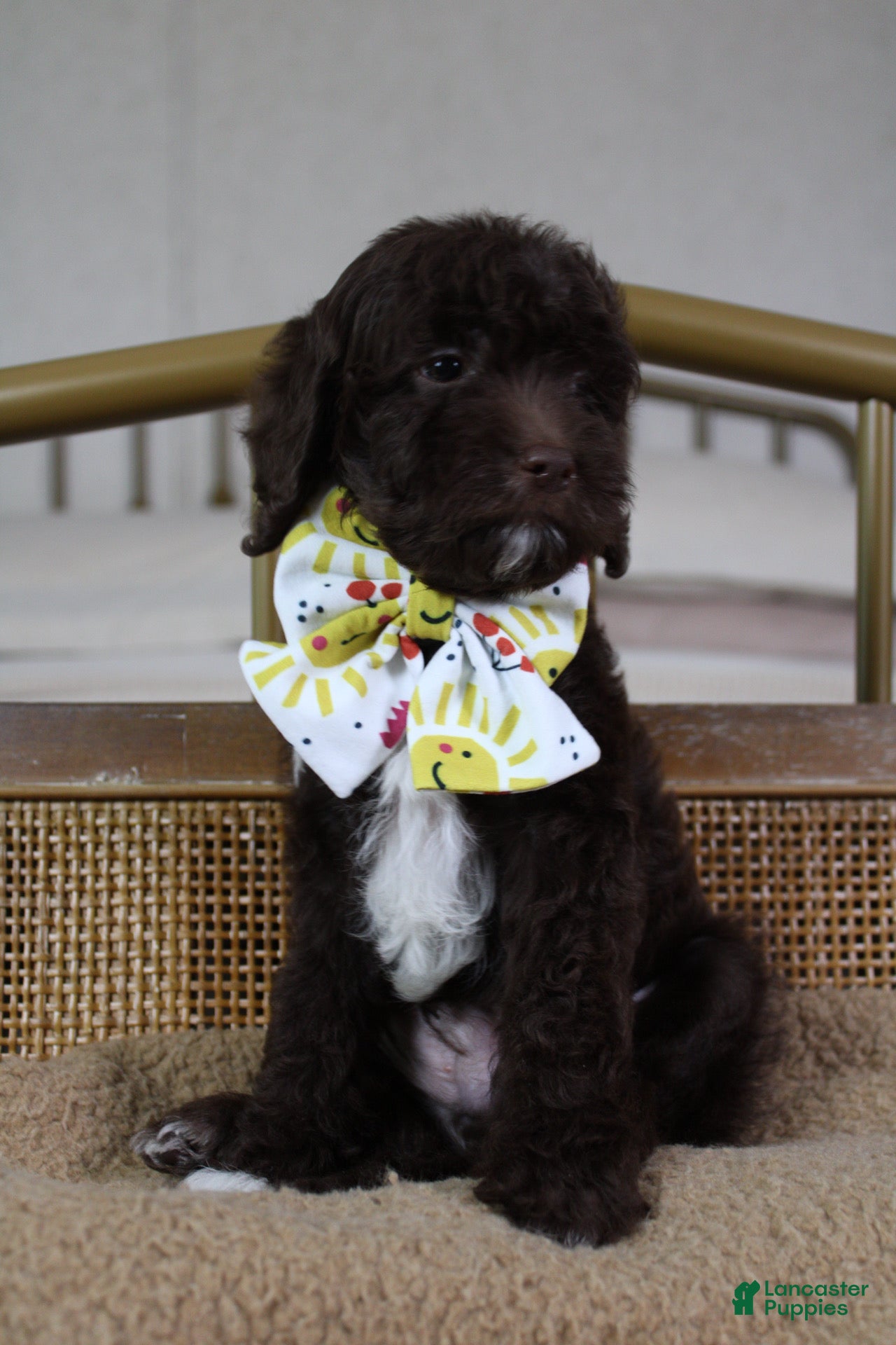 Mini Goldendoodle dogs Cosmic - Ad 2