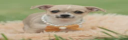 Chihuahua dogs for sale: Papi - Ad 3