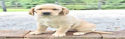 Labrador Retriever dogs for sale: Rolly - Ad 4