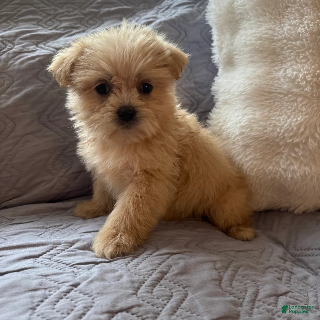 Shorkie dogs for sale: Mariah - Ad 1