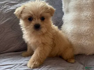 Shorkie dogs Mariah - Ad 35