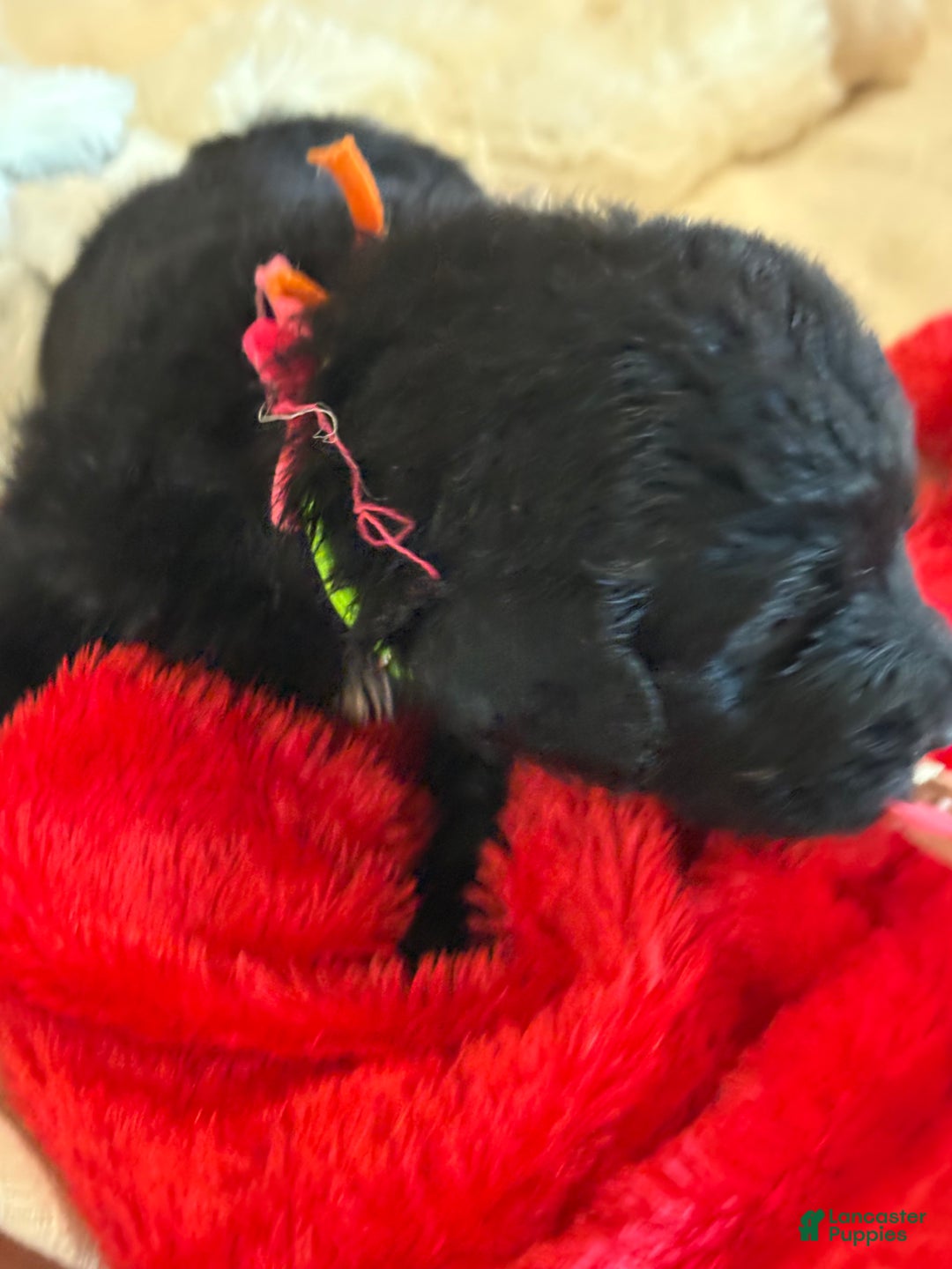 Mixed Breed dogs for sale: female # 3 English Shepherd Doodle - Ad 8