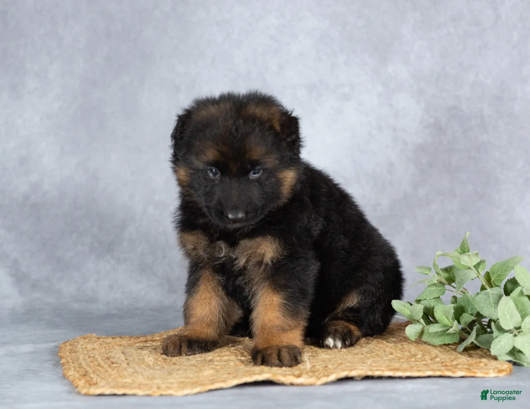 German Shepherd dogs for sale: Baley - Ad 2