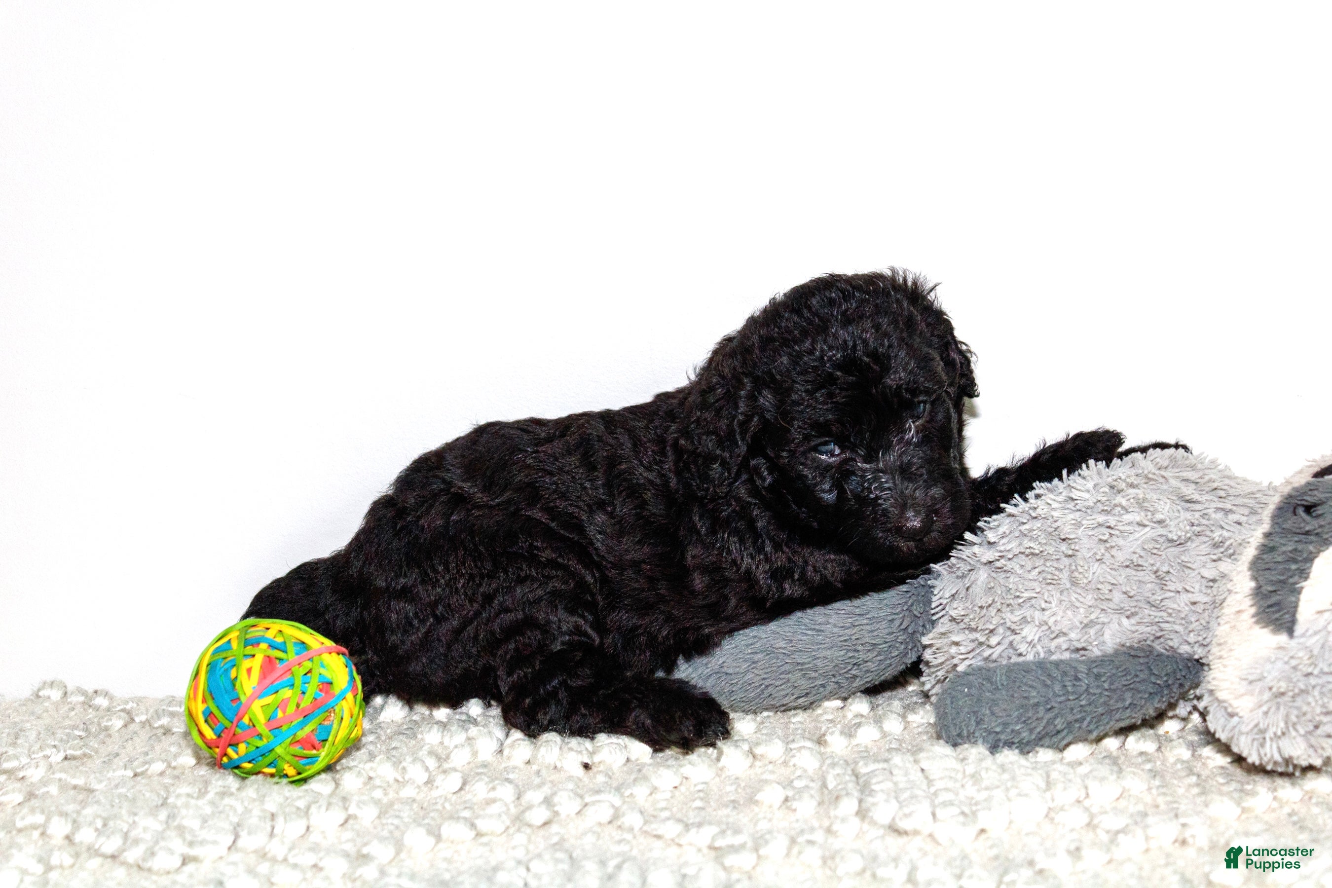 Labradoodle dogs Laila  - Ad 32