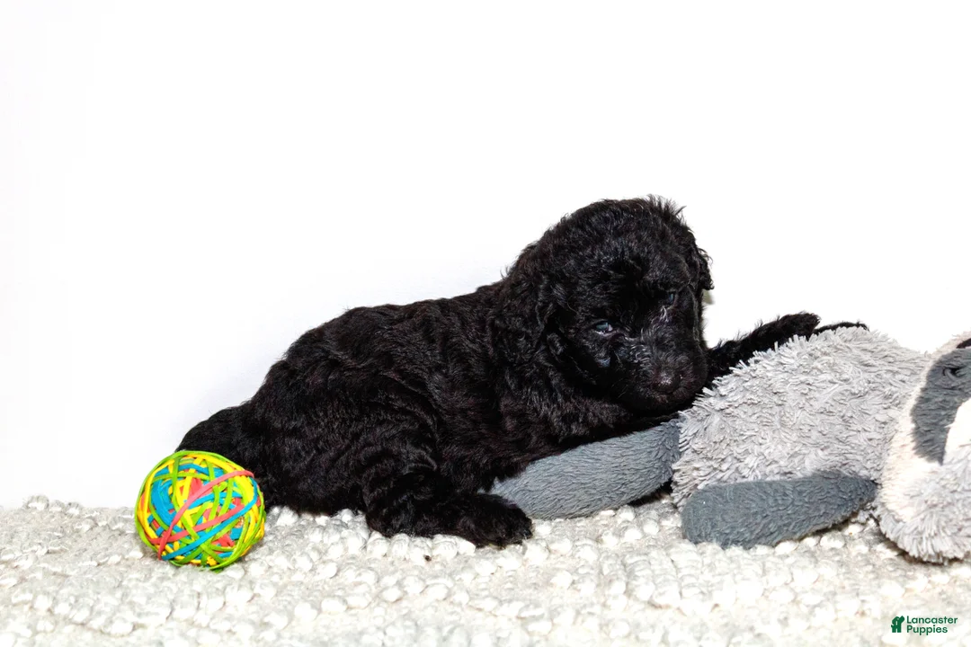 Labradoodle dogs for sale: Laila  - Ad 1